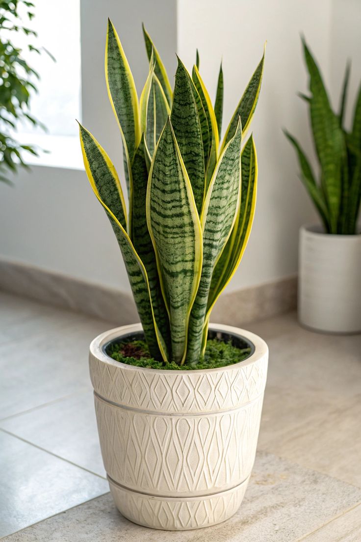 Easy-Care Snake Plant in Designer Pot